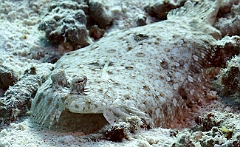 Raja Ampat 2016 - Bothus mancus - peacock founder - Turbot tropical - IMG_5611_rc